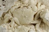Fossil Crab (Potamon) Preserved in Travertine - Turkey #351024-1